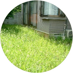 徳島県鳥のフンや草抜きの清掃業務